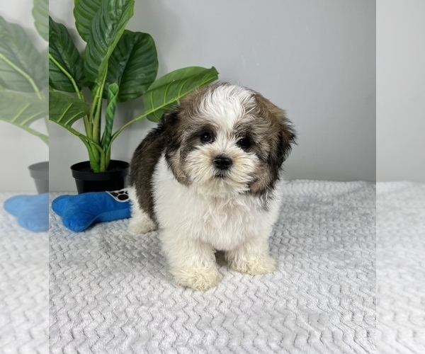 Medium Photo #8 Zuchon Puppy For Sale in FRANKLIN, IN, USA