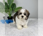 Small Photo #8 Zuchon Puppy For Sale in FRANKLIN, IN, USA