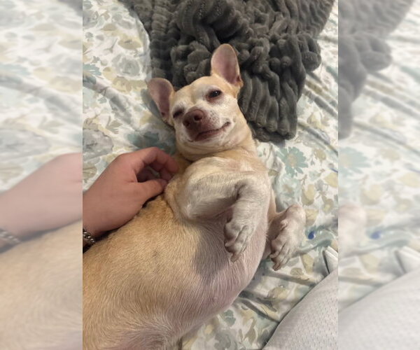 Medium Photo #2 Chihuahua Puppy For Sale in New York, NY, USA