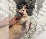 Small Photo #2 Chihuahua Puppy For Sale in New York, NY, USA
