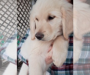 Golden Retriever Puppy for sale in SANDPOINT, ID, USA