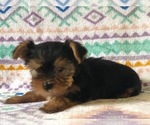Small Photo #5 Australian Yorkshire Terrier Puppy For Sale in CLAY, PA, USA