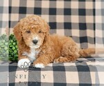 Small #4 Goldendoodle (Miniature)