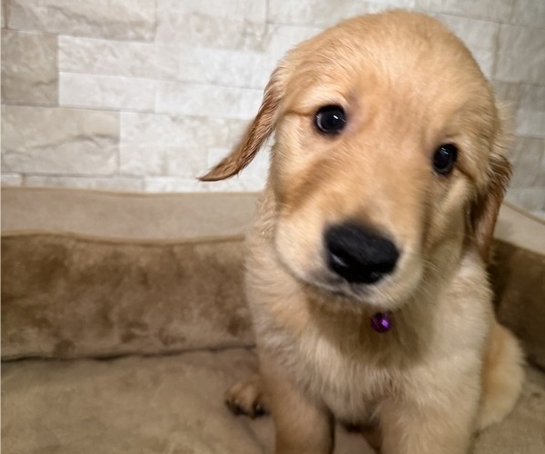Medium Photo #2 Golden Retriever Puppy For Sale in ORLANDO, FL, USA