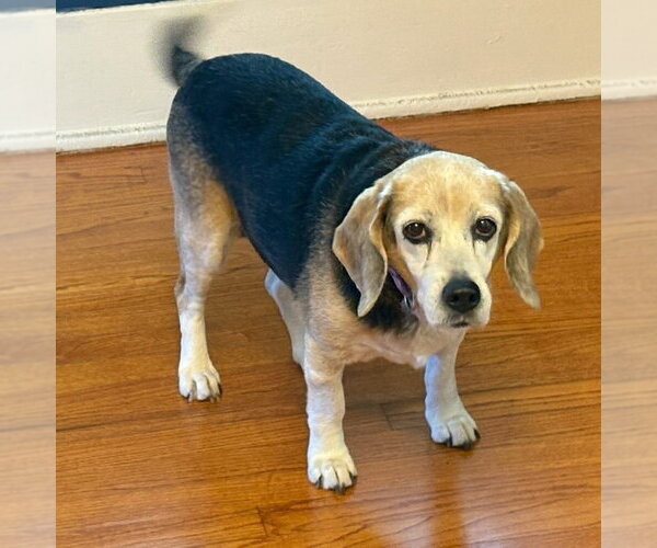 Medium Photo #5 Beagle Puppy For Sale in Dunnellon, FL, USA