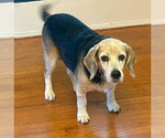 Small #4 Beagle