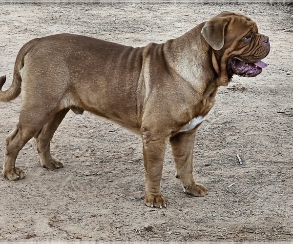 Medium Photo #1 Dogue de Bordeaux Puppy For Sale in MONROE, GA, USA