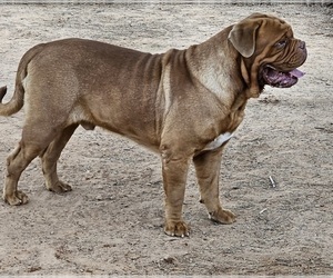 Father of the Dogue de Bordeaux puppies born on 12/15/2024