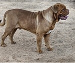 Small Photo #1 Dogue de Bordeaux Puppy For Sale in MONROE, GA, USA