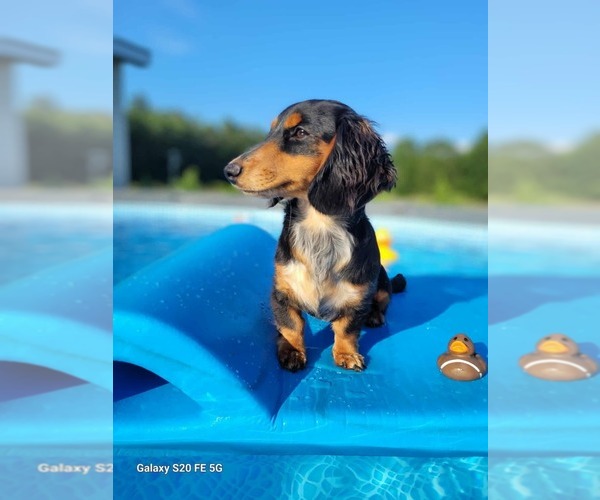 Medium Photo #1 Dachshund Puppy For Sale in TUNNEL HILL, GA, USA