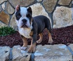 Puppy 7 American Bully