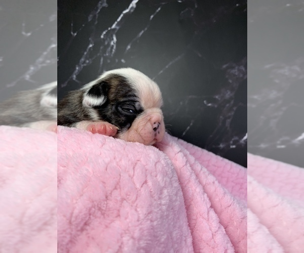 Medium Photo #88 Boston Terrier Puppy For Sale in TULARE, CA, USA