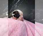 Small Photo #88 Boston Terrier Puppy For Sale in TULARE, CA, USA