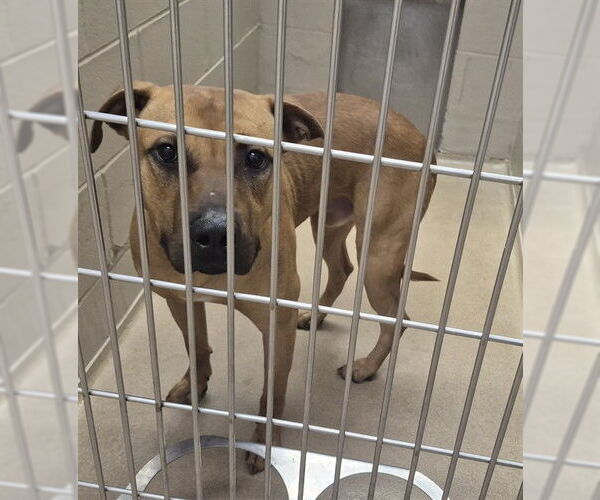 Medium Photo #1 American Pit Bull Terrier Puppy For Sale in Decatur, IL, USA