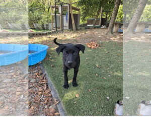 Shylah - Female Staffordshire Bull Terrier-Unknown Mix Dog for Adoption - Photo #3