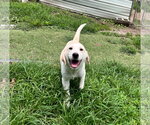 Small Great Pyrenees Mix