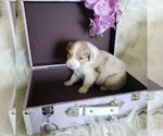 Small #13 Australian Shepherd
