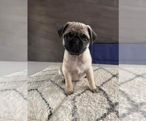 Pug Puppy for sale in WEST COVINA, CA, USA