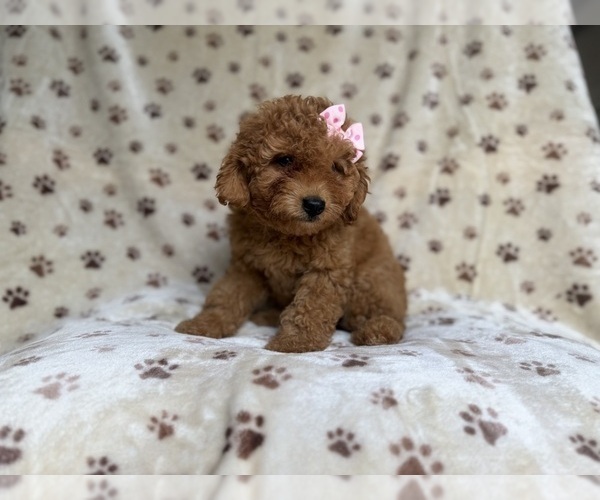 Medium Photo #6 Goldendoodle (Miniature) Puppy For Sale in LAKELAND, FL, USA