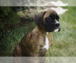 Small #6 Boxer