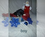 Puppy Puppy 3 Miniature Australian Shepherd
