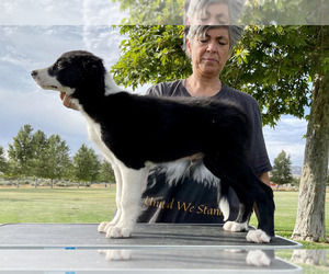 Border Collie Puppy for Sale in LEONA VALLEY, California USA