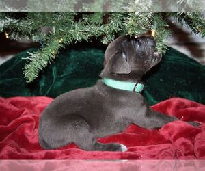 Cane Corso Puppy for sale in ABERDEEN, MS, USA