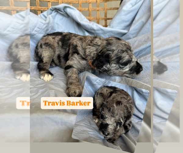 Medium Photo #3 Goldendoodle Puppy For Sale in TUCSON, AZ, USA