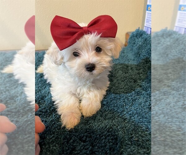 Medium Photo #2 Maltese Puppy For Sale in PEMBROKE PINES, FL, USA