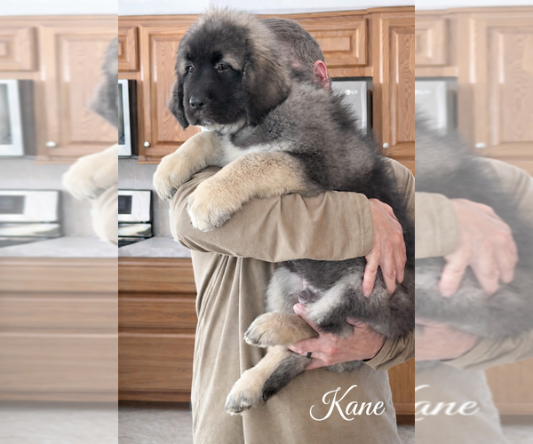Medium Photo #4 Caucasian Shepherd Dog Puppy For Sale in AKELEY, MN, USA