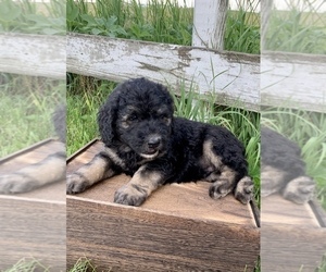 Goldendoodle Puppy for sale in CONCEPTION JUNCTION, MO, USA