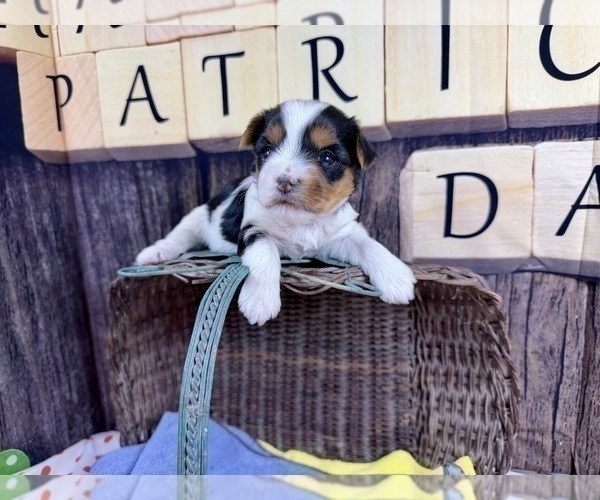 Medium Photo #15 Morkie Puppy For Sale in CASSVILLE, MO, USA