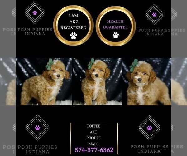 Medium Photo #2 Poodle (Miniature) Puppy For Sale in WARSAW, IN, USA