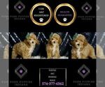 Small #1 Poodle (Miniature)