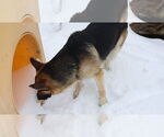 Small #58 German Shepherd Dog