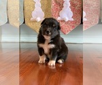Small Photo #6 Australian Shepherd Puppy For Sale in OPELOUSAS, LA, USA