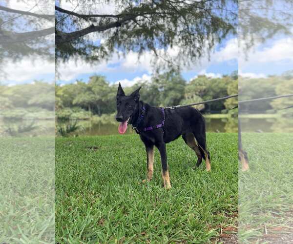 Medium Photo #2 Mutt Puppy For Sale in Pompano Beach , FL, USA