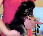 Small #2 Pomeranian