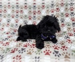 Small #6 Shih-Poo