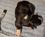 Small Photo #40 Australian Shepherd Puppy For Sale in SYLVA, NC, USA