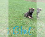 Small Photo #5 German Shepherd Dog Puppy For Sale in HEGINS, PA, USA