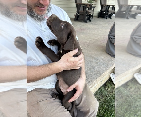 Medium Photo #15 Labrador Retriever Puppy For Sale in FREDERICKSBG, OH, USA