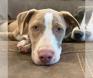 Mutt Dogs for adoption in Canton, CT, USA