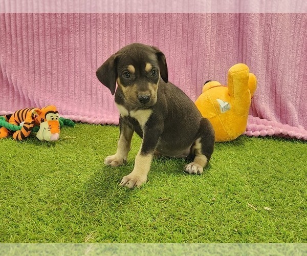 Medium Photo #3 Catahoula Leopard Dog Puppy For Sale in CUMBY, TX, USA