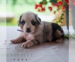 Small #4 Miniature Australian Shepherd