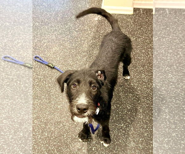 Medium Photo #6 Airedale Terrier-German Wirehaired Pointer Mix Puppy For Sale in Boonton, NJ, USA