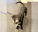 Small #5 Airedale Terrier-German Wirehaired Pointer Mix