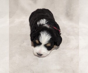 Bernedoodle-Poodle (Miniature) Mix Puppy for sale in GOSHEN, IN, USA