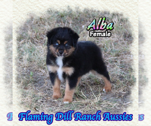 Miniature Australian Shepherd Puppy for sale in FORESTBURG, TX, USA