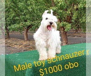Affenpinscher-Miniature Schnauzer Mix Puppy for sale in DOS PALOS, CA, USA